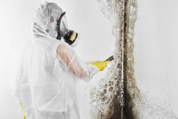 Best Mold Testing  in Thompson Falls, MT
