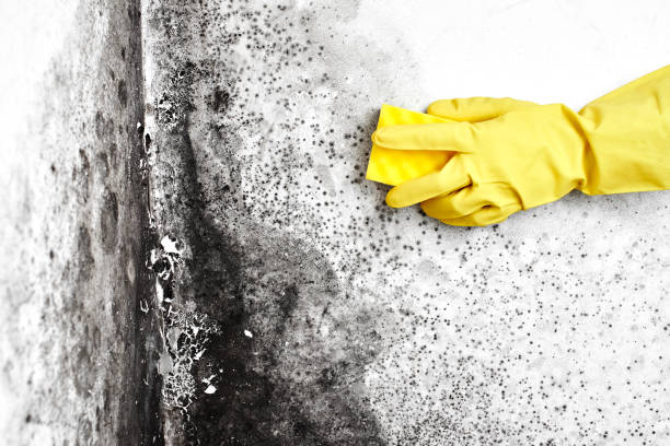 Best Best Mold Removal Companies  in Thompson Falls, MT