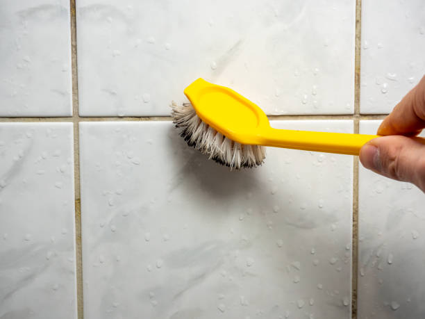 Mold Removal and Inspection in Thompson Falls, MT