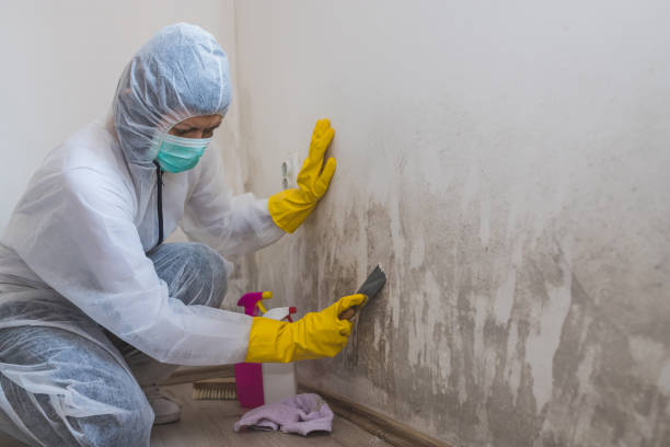 Best Mold Remediation  in Thompson Falls, MT