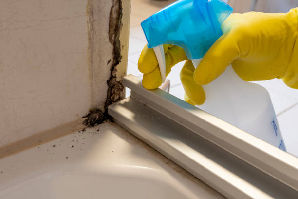 Best Affordable Mold Removal  in Thompson Falls, MT