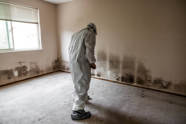 Best Commercial Mold Removal  in Thompson Falls, MT