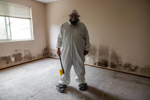 Best Professional Mold Removal  in Thompson Falls, MT
