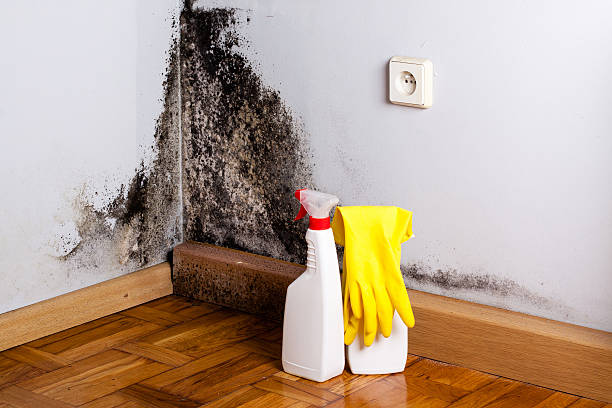 Best Mold Cleaning Services  in Thompson Falls, MT
