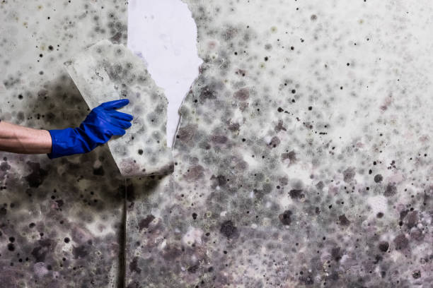 Best Certified Mold Removal  in Thompson Falls, MT