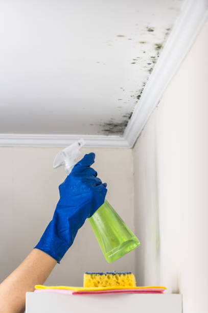 Best Black Mold Removal  in Thompson Falls, MT