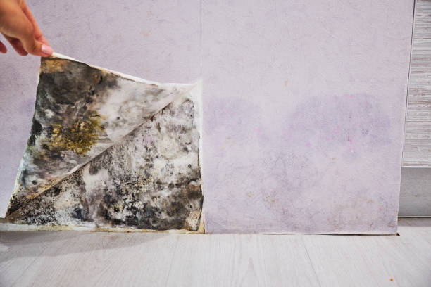 Best Same-Day Mold Removal  in Thompson Falls, MT